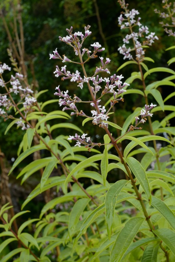 Aloysia triphylla