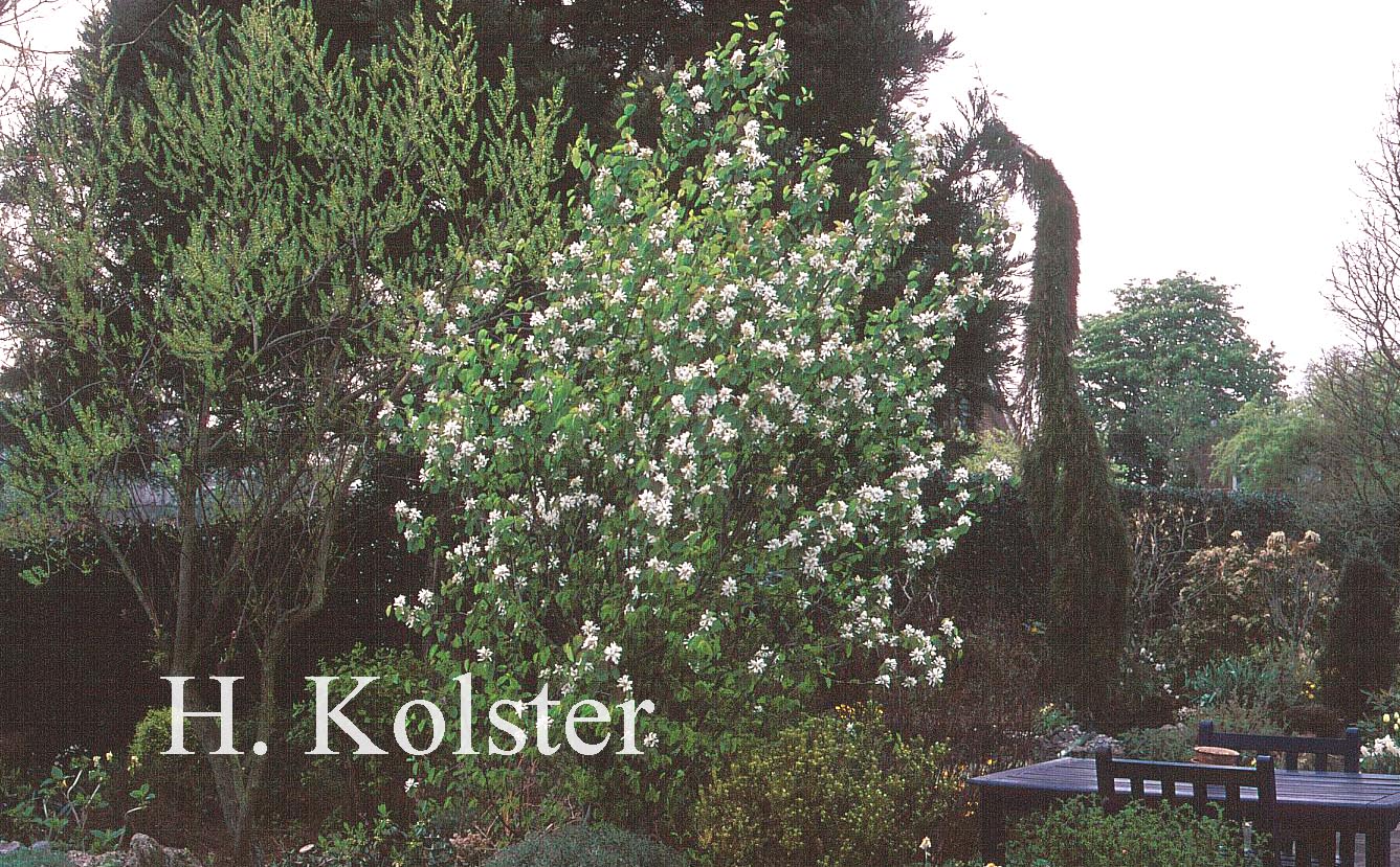 Amelanchier cusickii