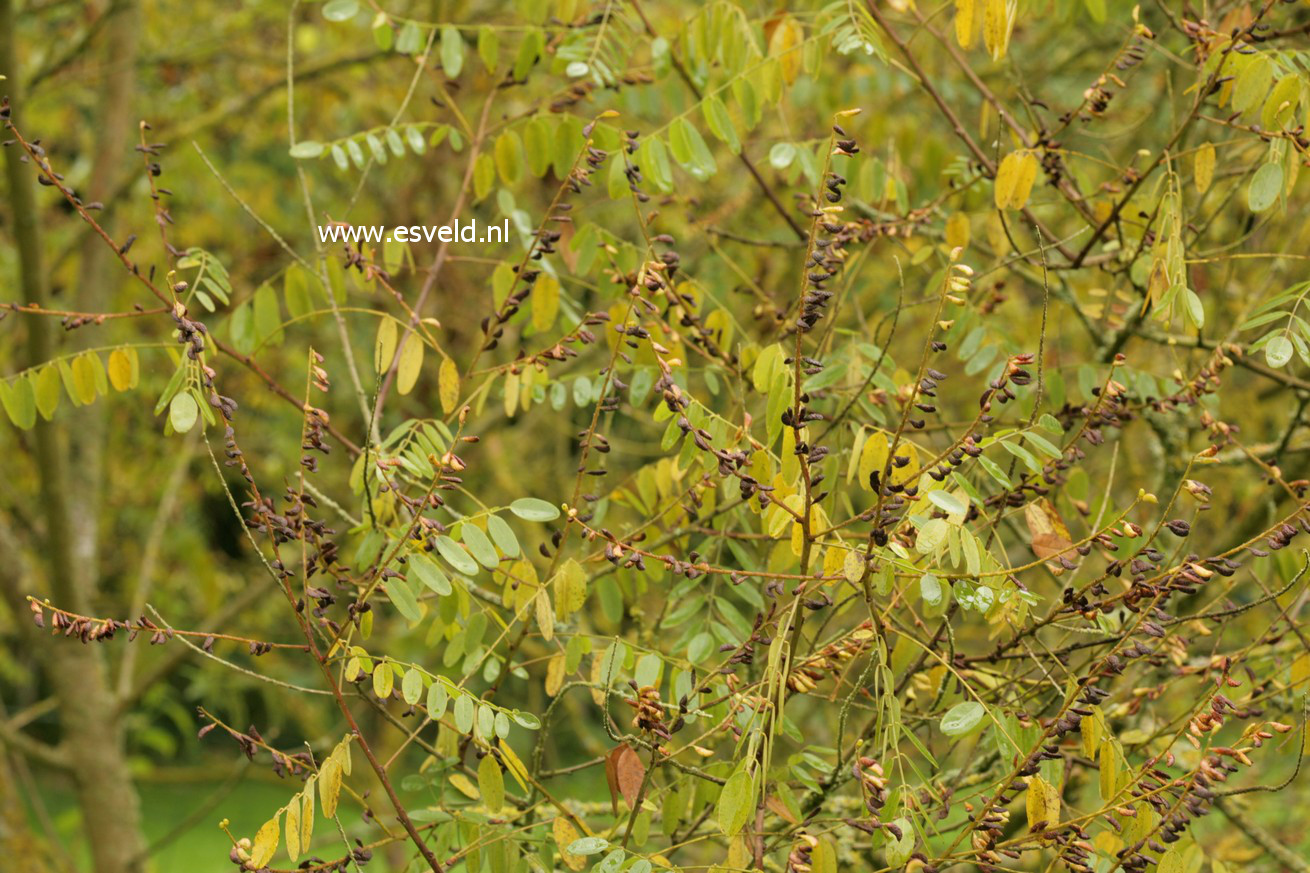 Amorpha ouachitensis