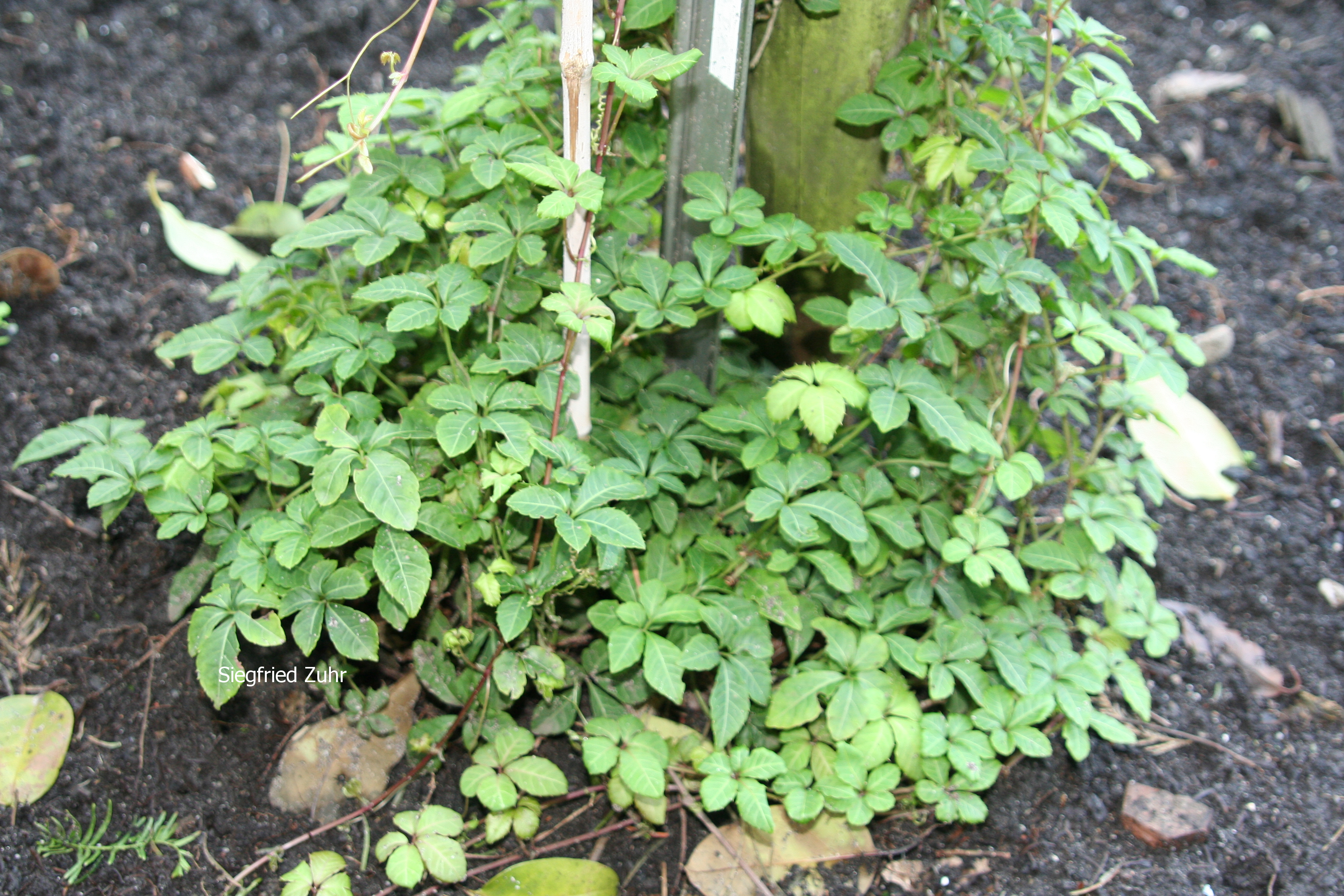 Ampelocissus divaricatus