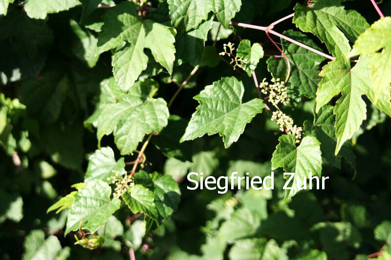 Ampelopsis glandulosa 'Citrulloides'