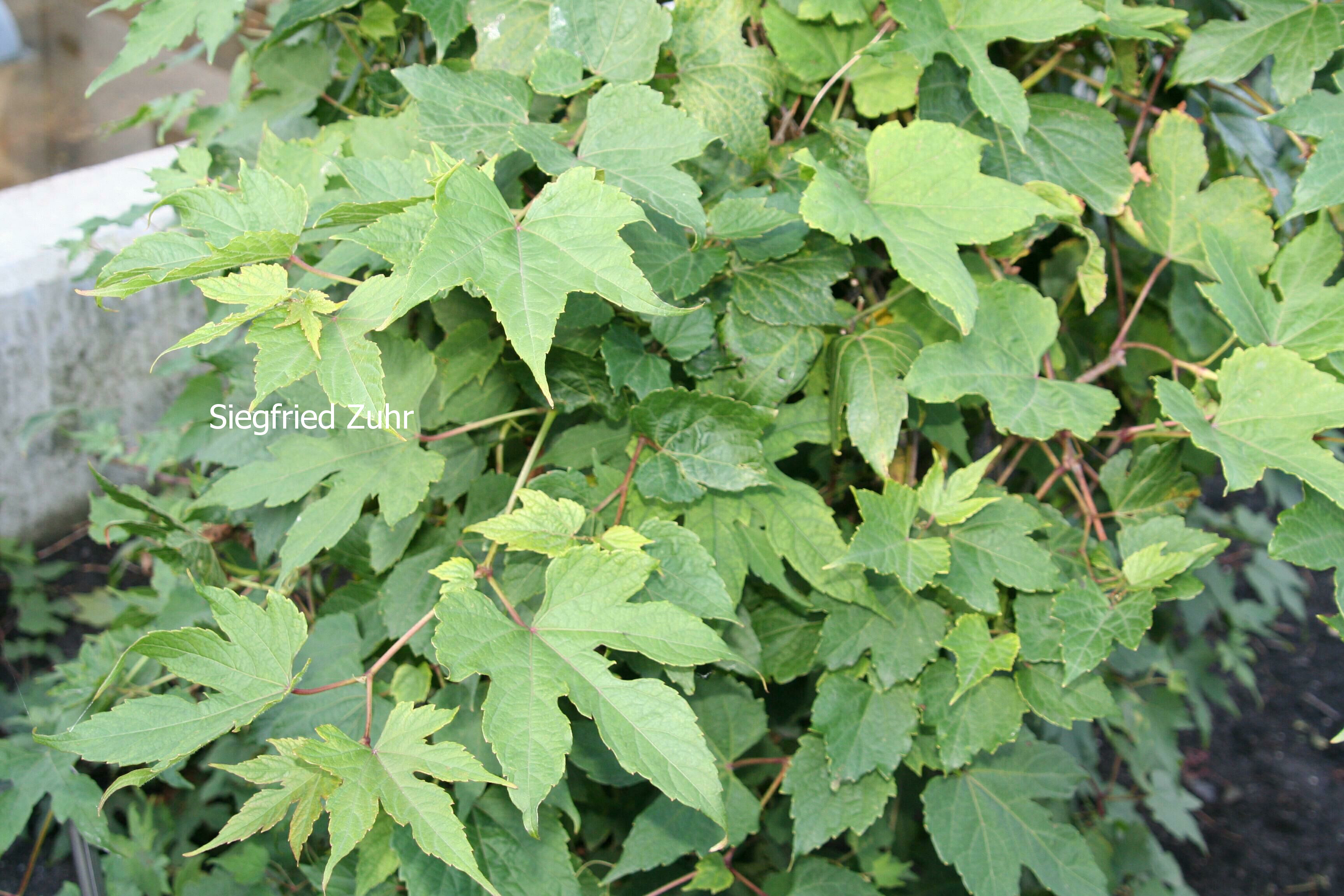 Ampelopsis glandulosa maximowiczii