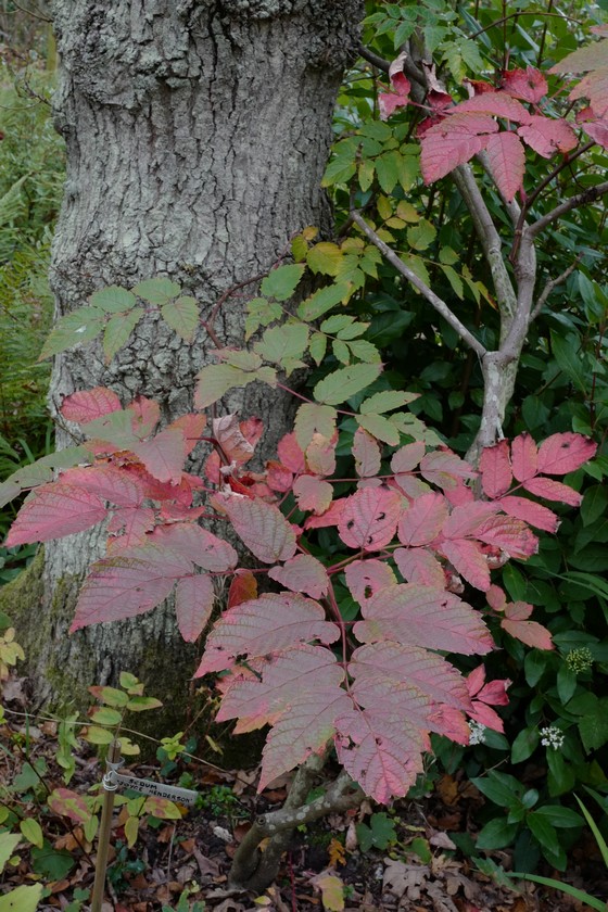 Ampelopsis megalophylla