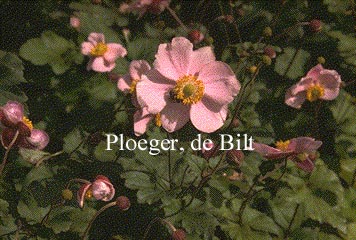 Anemone hupehensis 'September Charm'