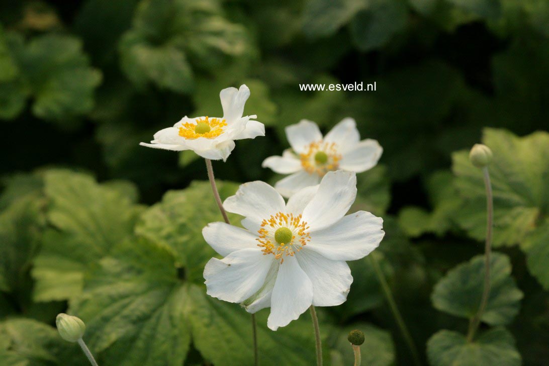 Anemone hybrida 'Andrea Atkinson'