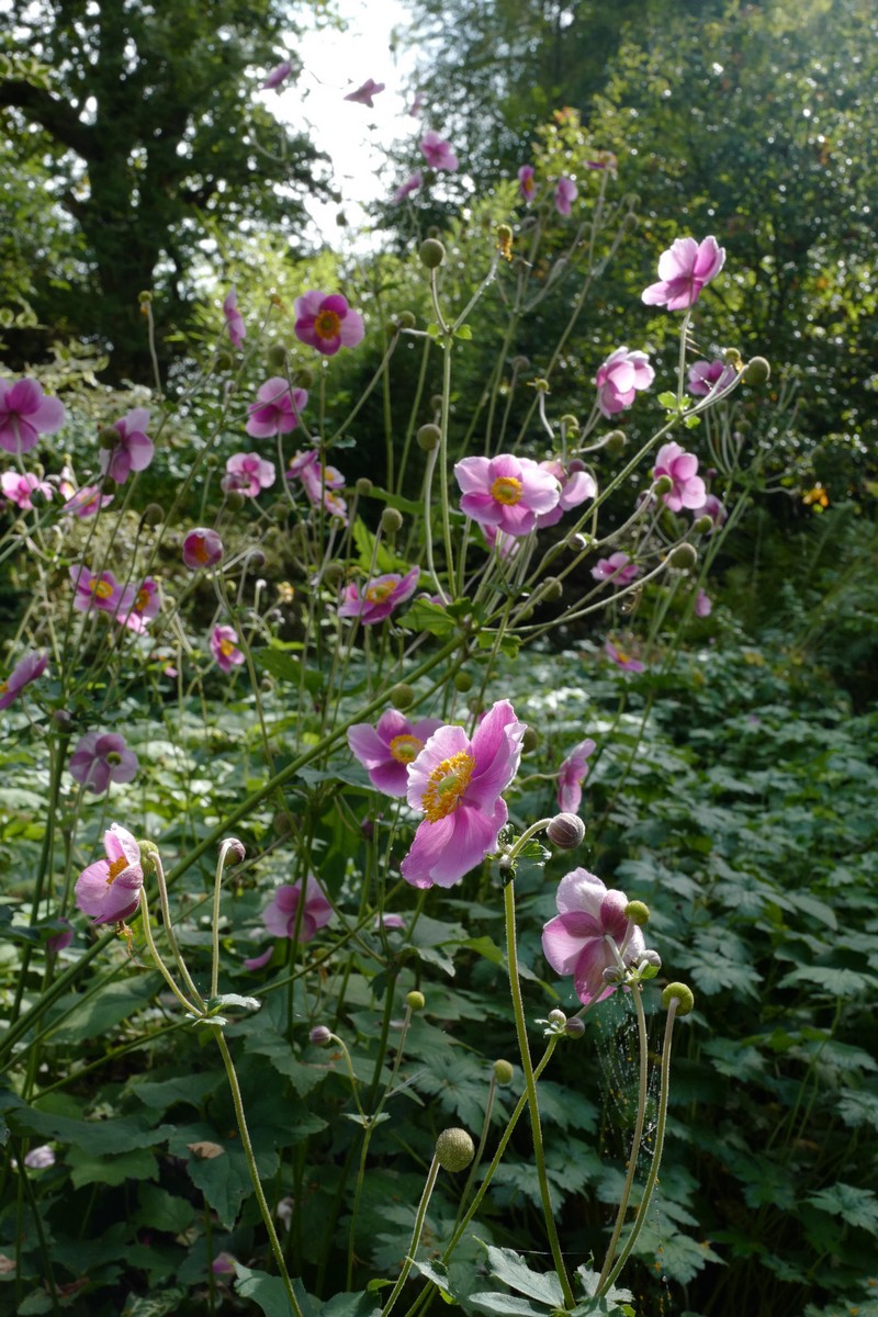 Anemone hybrida 'Hadspen Abundance'