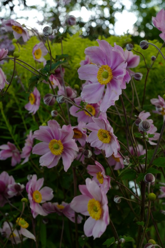 Anemone hybrida 'Serenade'