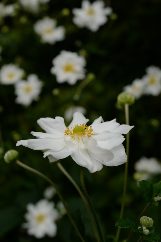Anemone hybrida 'Whirlwind'