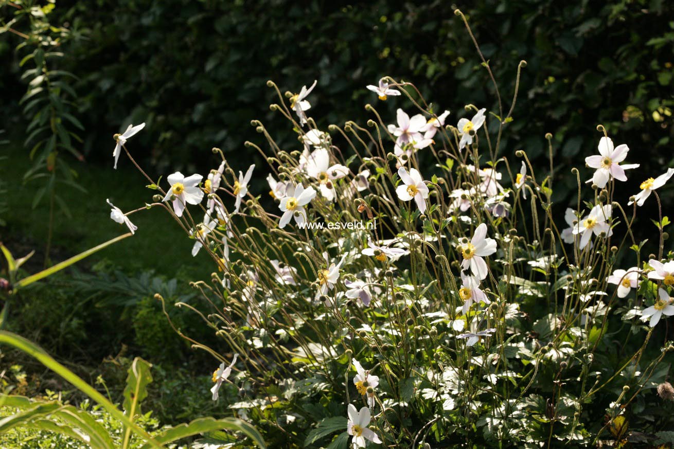 Anemone hybrida 'Wild Swan'
