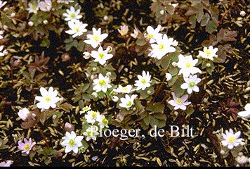 Anemonella thalictroides