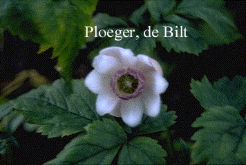 Anemonopsis macrophylla