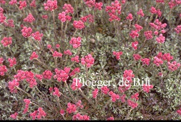 Antennaria dioica 'Rotes Wunder'