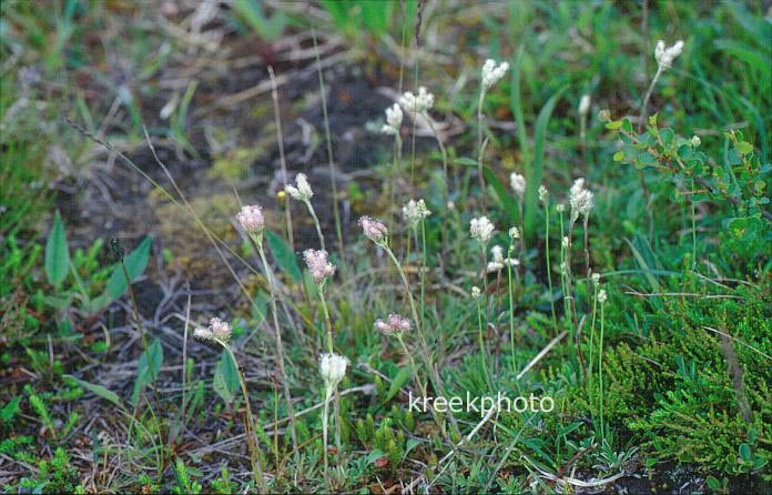 Antennaria dioica