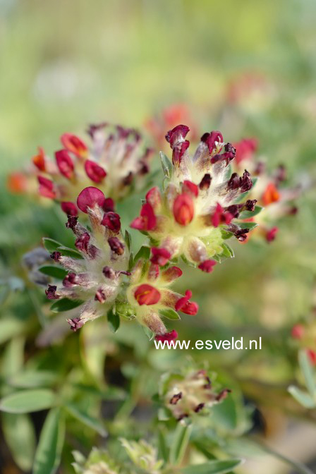Anthyllis vulneraria coccinea