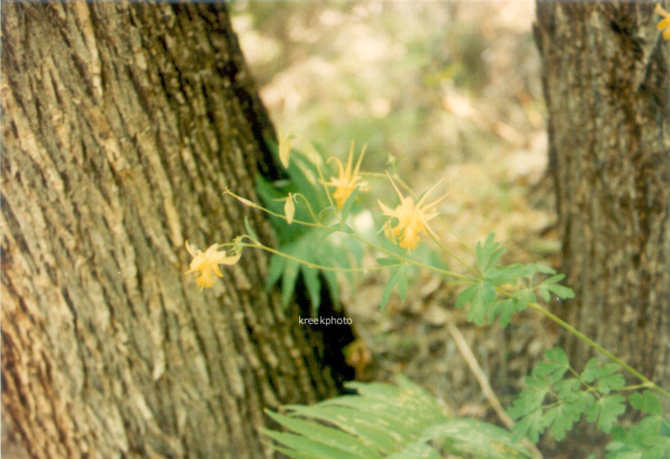 Aquilegia chrysantha