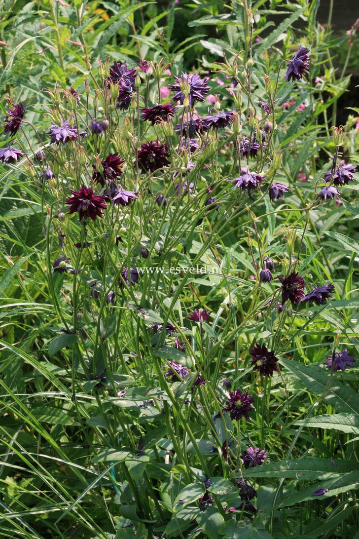 Aquilegia vulgaris 'Black Barlow'