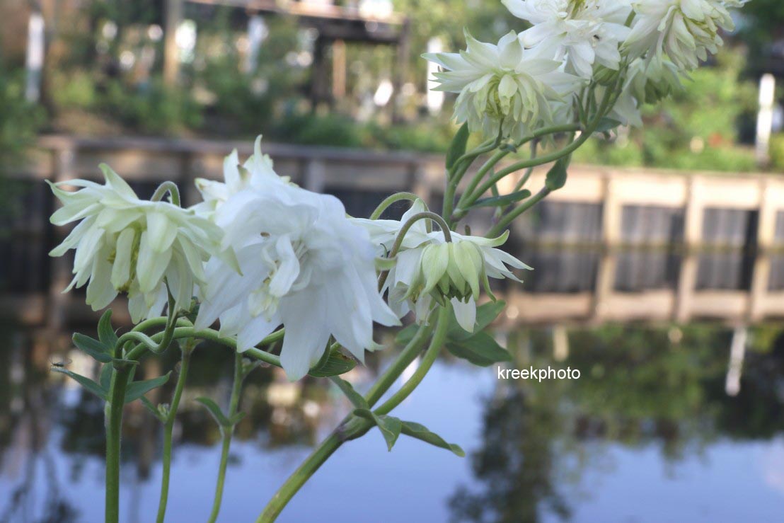 Aquilegia vulgaris 'White Barlow'