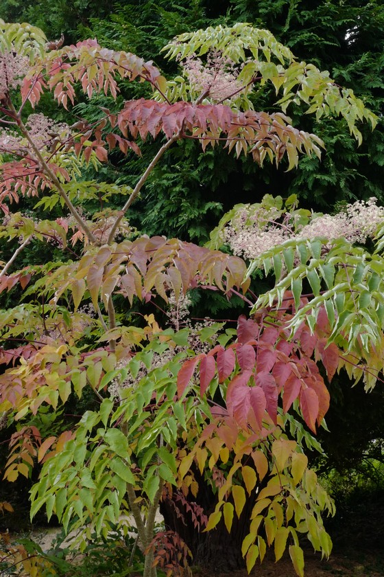 Aralia elata