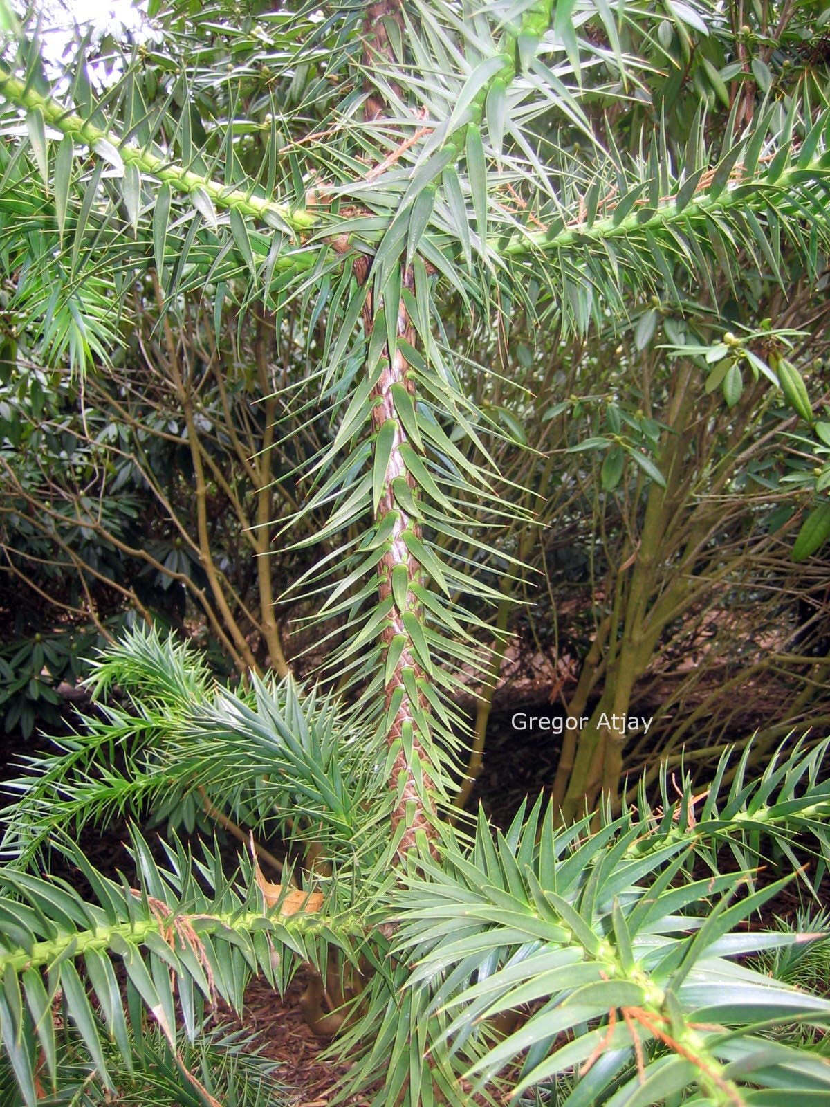 Araucaria angustifolia