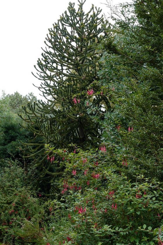 Araucaria araucana