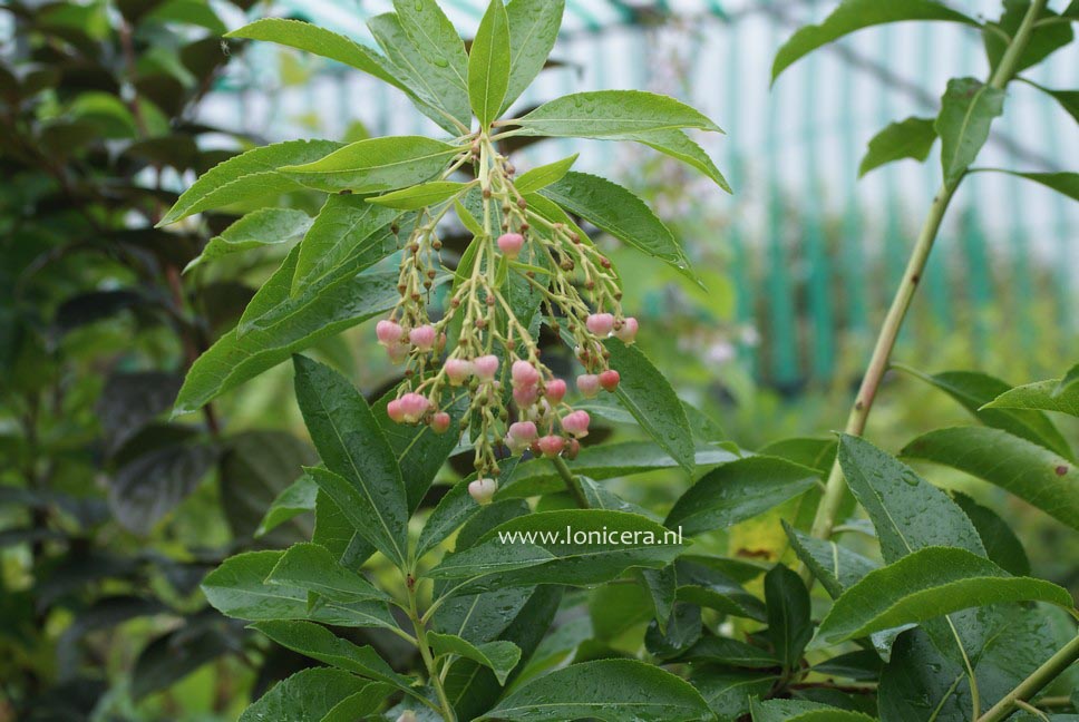 Arbutus 'Marina'