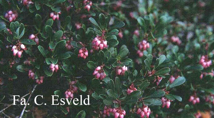 Arctostaphylos myrtifolia