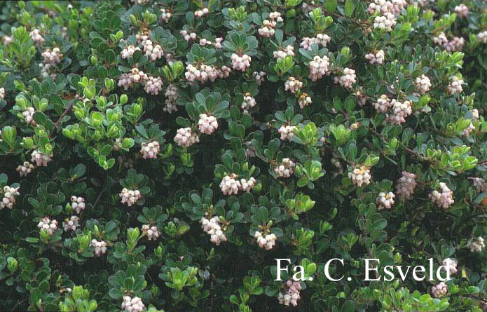 Arctostaphylos uva-ursi 'Point Reyes'