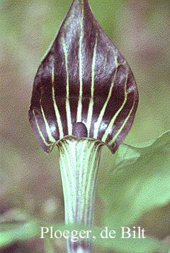 Arisaema triphyllum