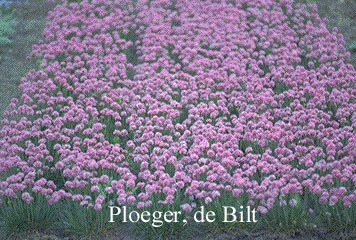 Armeria maritima 'Rosea'