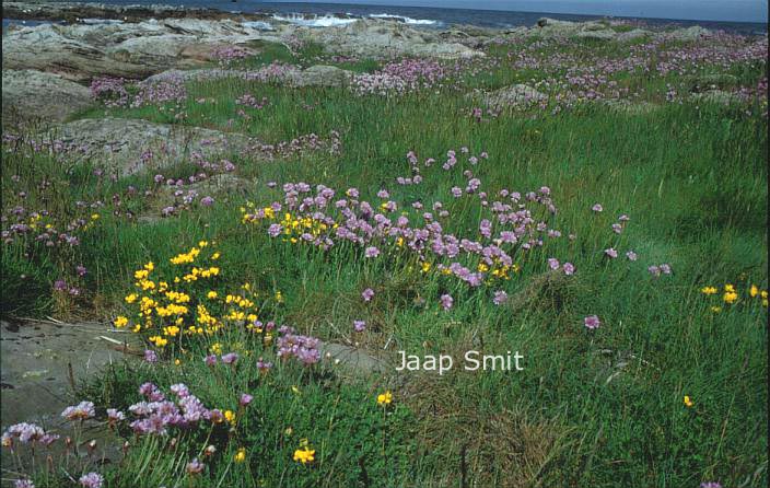 Armeria maritima