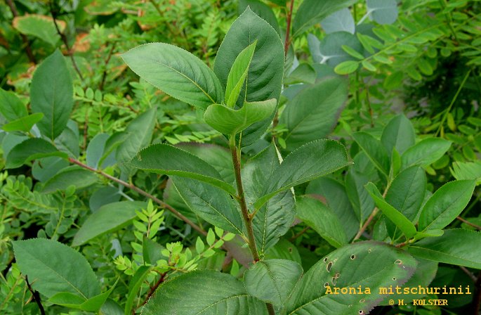 Aronia mitschurinii