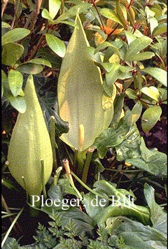 Arum maculatum