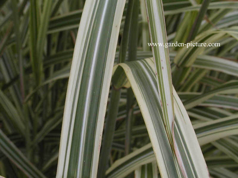 Arundo donax 'Versicolor'
