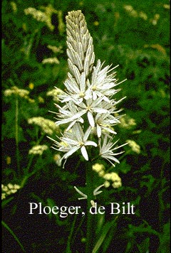 Asphodelus albus