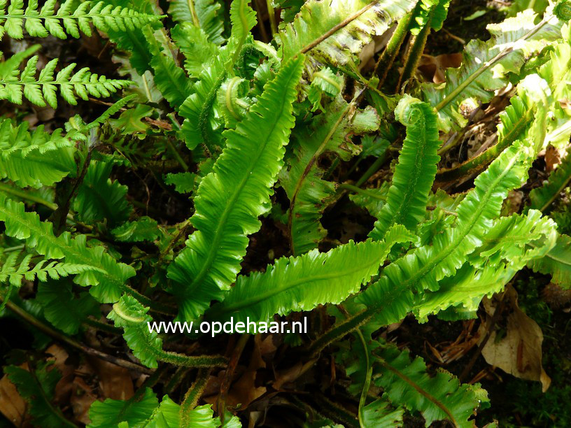 Asplenium scolopendrium 'Angustifolia'