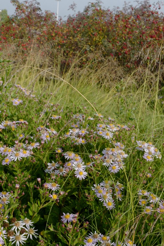 Aster ageratoides 'Asran'