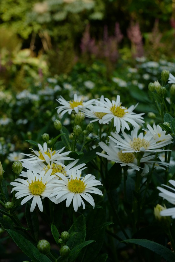 Aster ageratoides 'Starshine'
