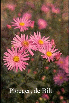 Aster amellus 'Rosa Erfuellung'
