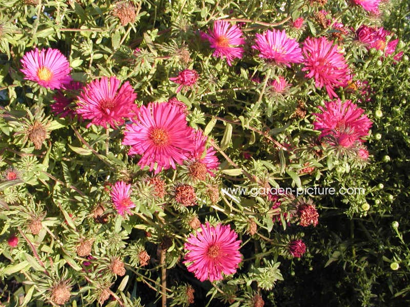 Aster novae-angliae 'September Rubin'
