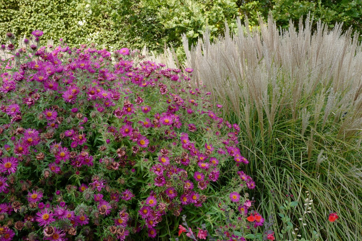 Aster novi-belgii 'Royal Ruby'