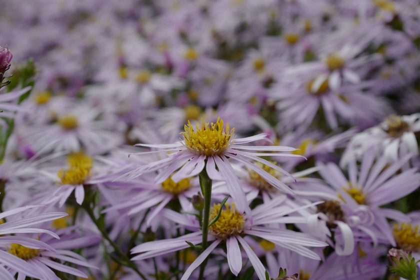 Aster pyrenaeus 'Lutetia'