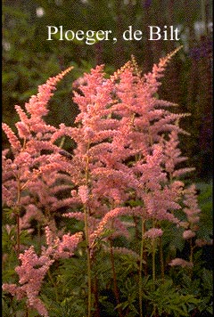 Astilbe 'Bressingham Beauty'