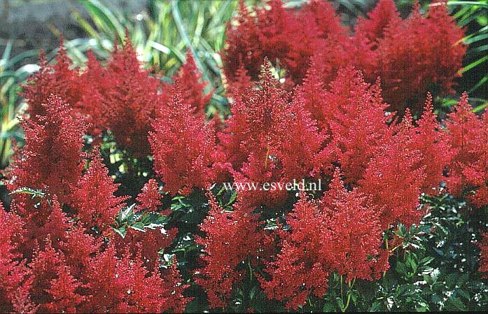 Astilbe 'Koblenz'