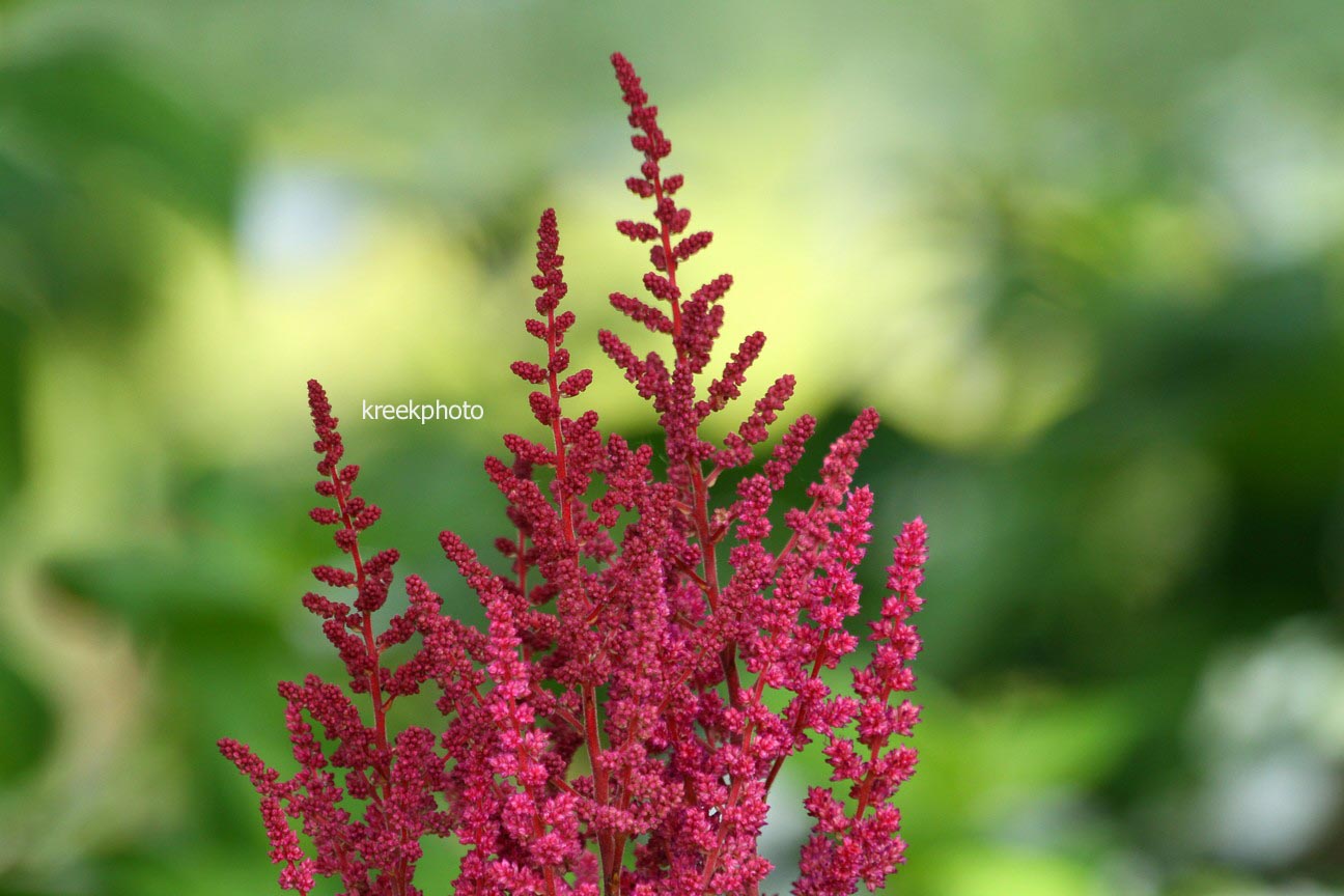 Astilbe chinensis 'Vision in Red'