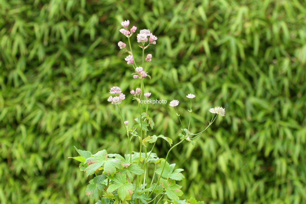 Astrantia major 'Primadonna'