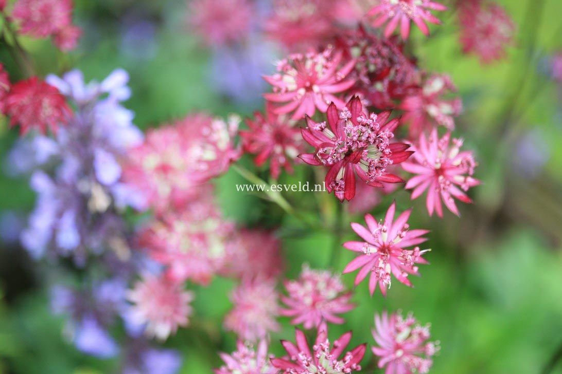 Astrantia major 'Ruby Star'