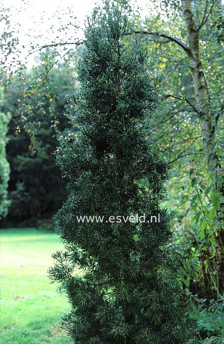 Athrotaxis cupressoides