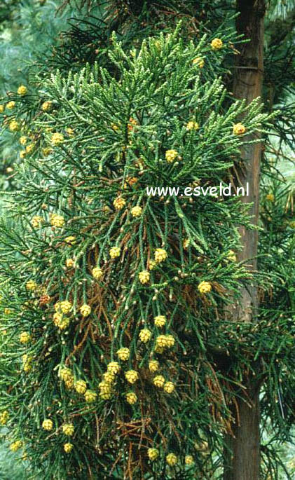 Athrotaxis laxifolia