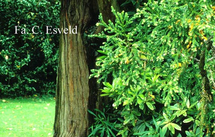 Athrotaxis selaginoides