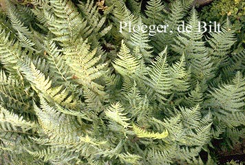 Athyrium filix-femina 'Minutissimum'